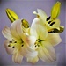Beautiful Lilies In A Bouquet ~ by happysnaps