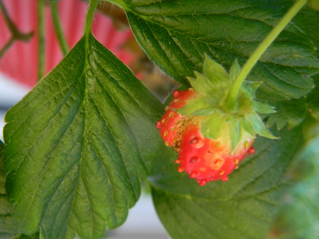 Strawberry  by sfeldphotos