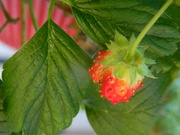 2nd Sep 2023 - Strawberry 