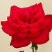 Red Roses by jnr