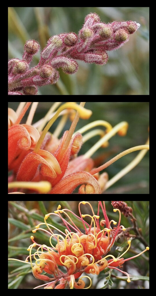 I was asked to do a macro of this Grevilla flower top buds yet to open middle a portion of bottom image  by Dawn
