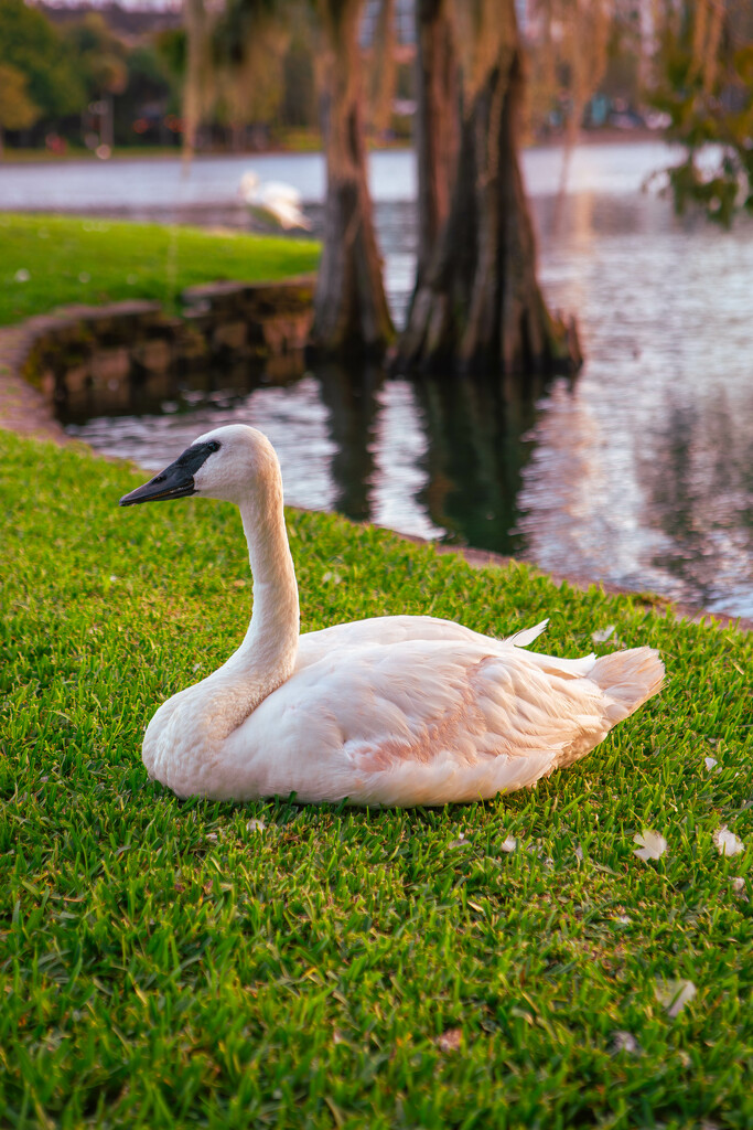 Lake Eola - Orlando, Florida by frodob