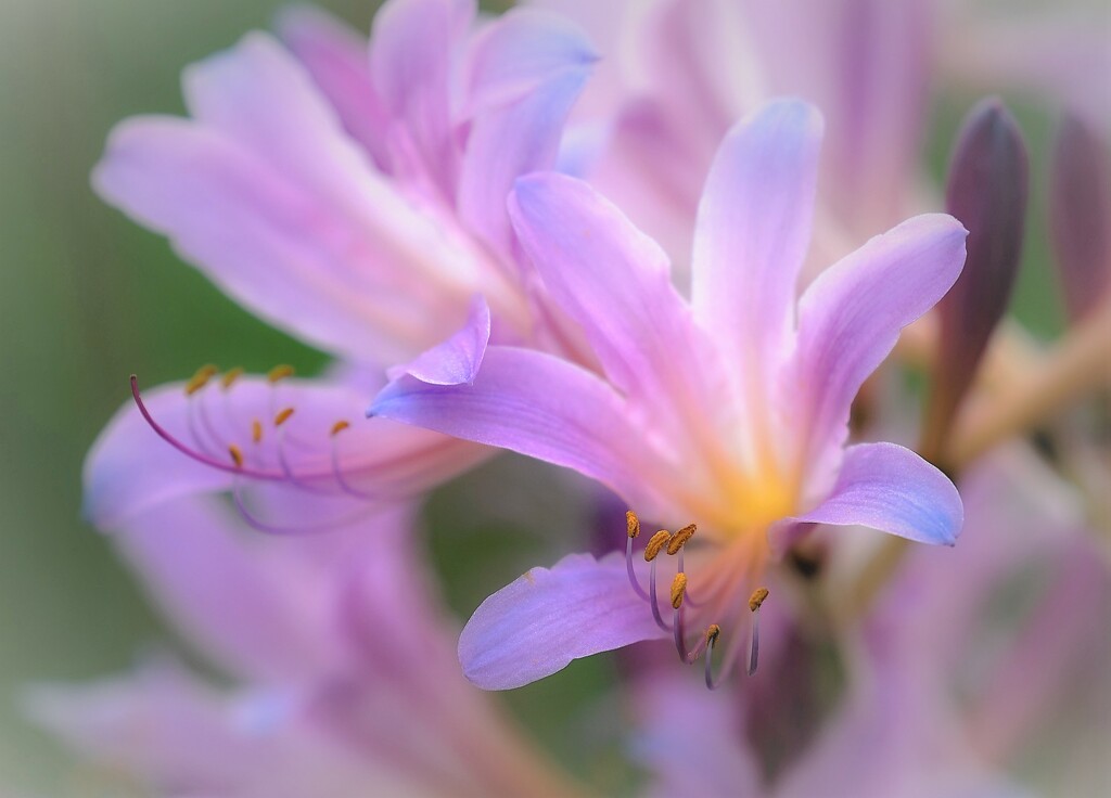 Dreamy Lilies by lynnz