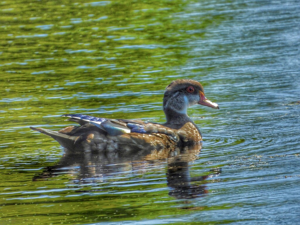 eclipse wood duck by amyk