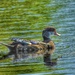 eclipse wood duck by amyk
