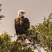 Bald Eagle Surveying the Area! by rickster549
