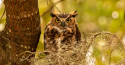 2nd Sep 2023 - Great Horned Owl!