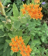 2nd Sep 2023 - Butterfly weed