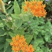 Butterfly weed by illinilass
