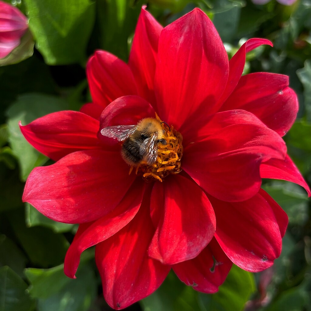 bee on red dahlia by quietpurplehaze