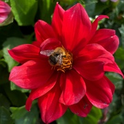 3rd Sep 2023 - bee on red dahlia