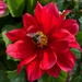bee on red dahlia