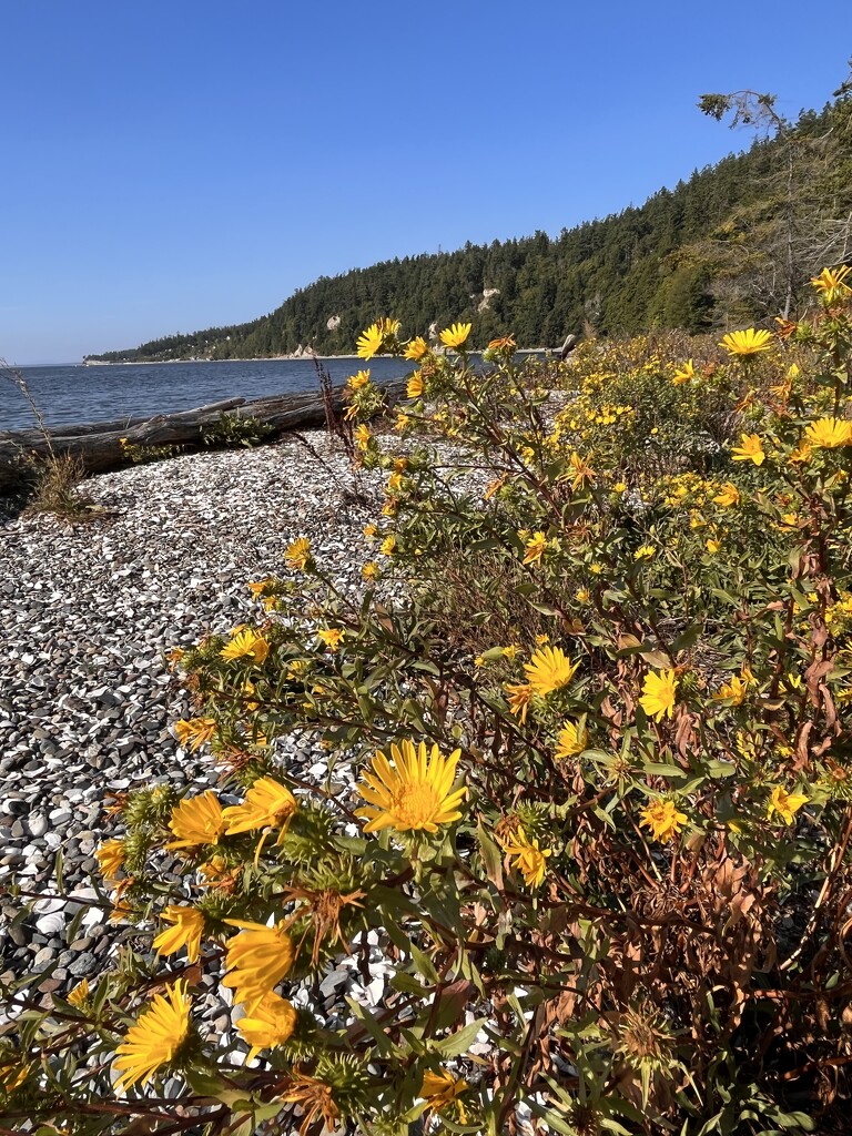 Cama State Park, WA by beckyk365