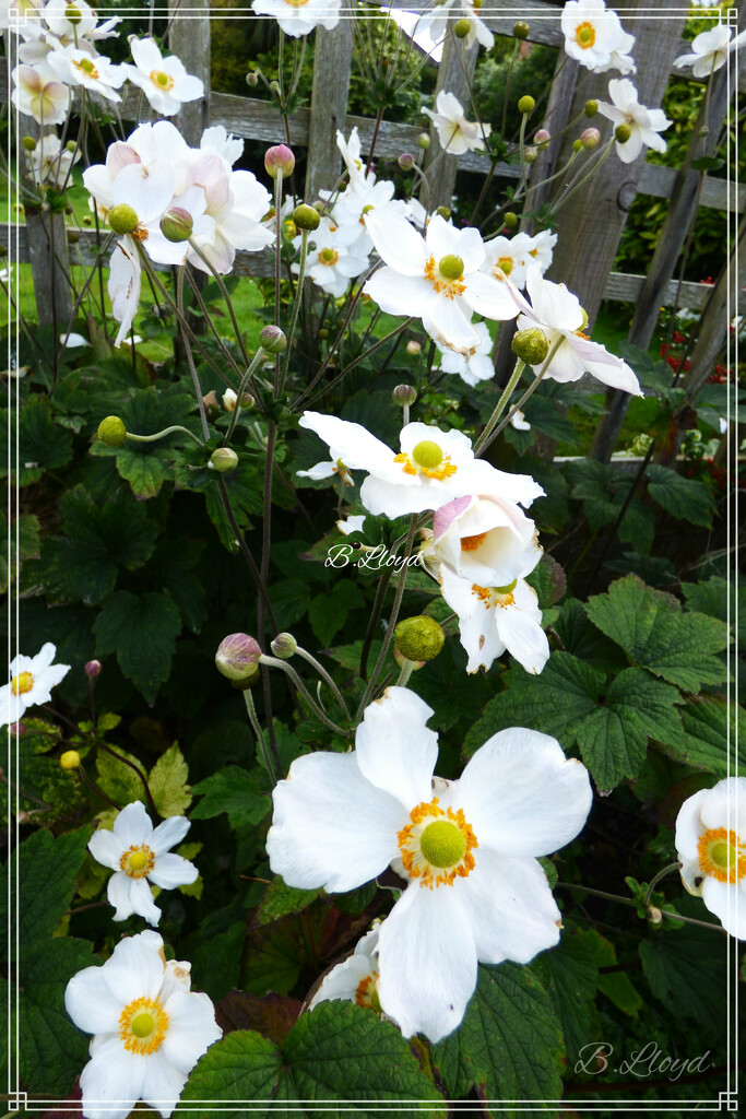 White Japanese Anemone  by beryl