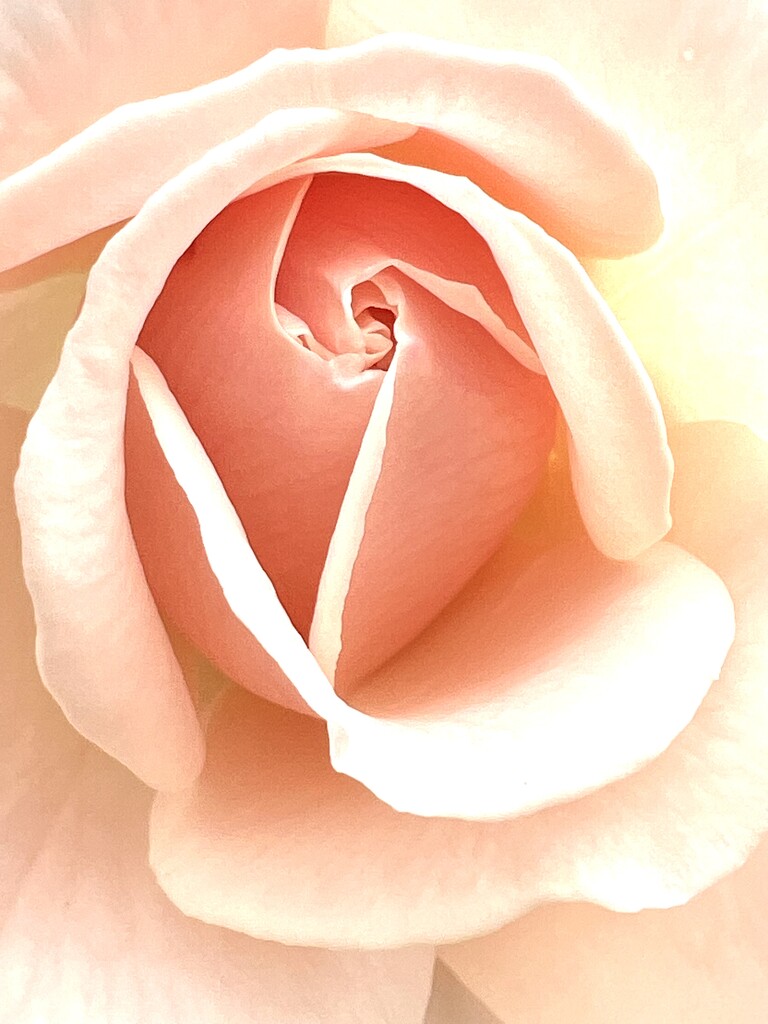 Rose  by rensala