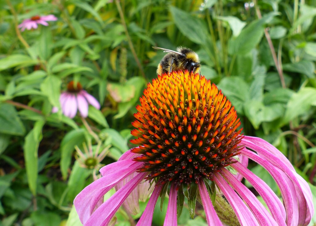 Happy bee by jokristina