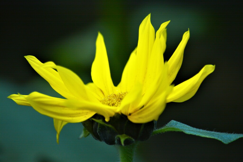 small sunflower..... by ziggy77