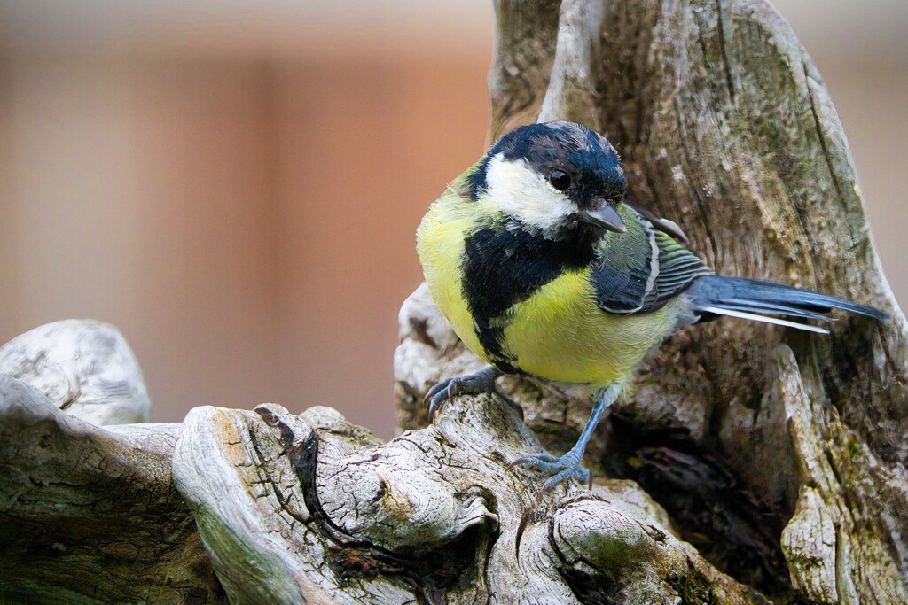 Great tit different pose by okvalle