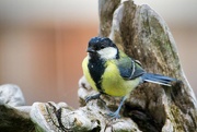 3rd Sep 2023 - Great tit