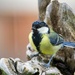 Great tit by okvalle