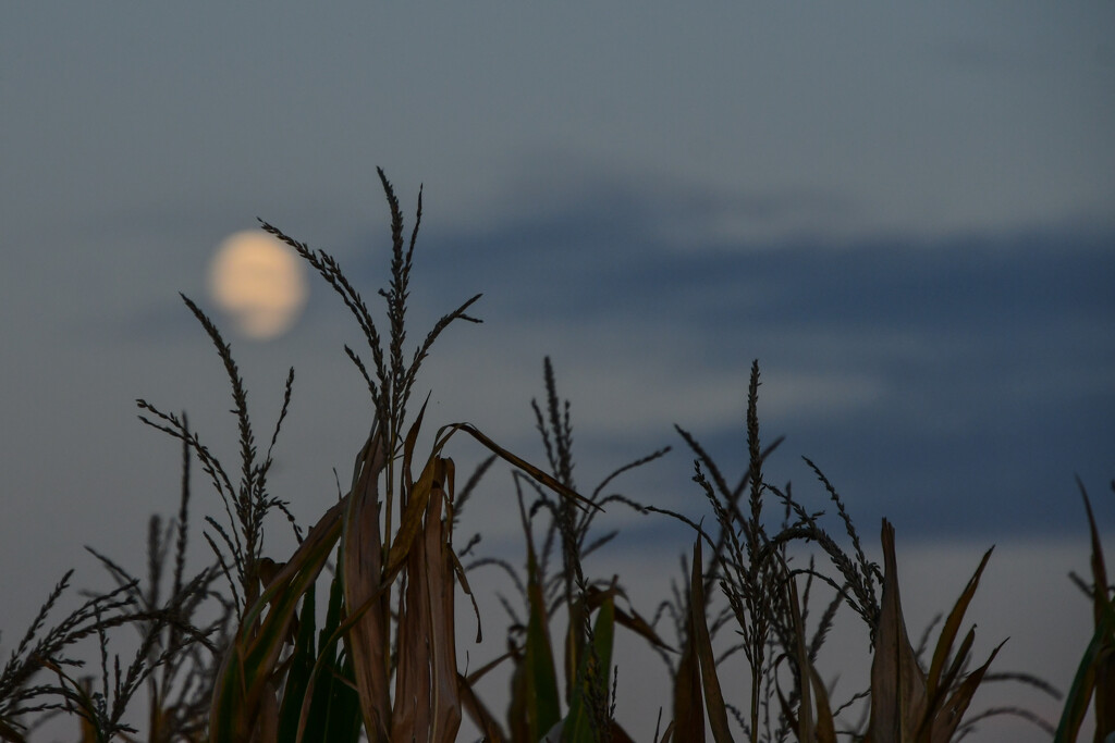 Moon & Corn Stalks by kareenking
