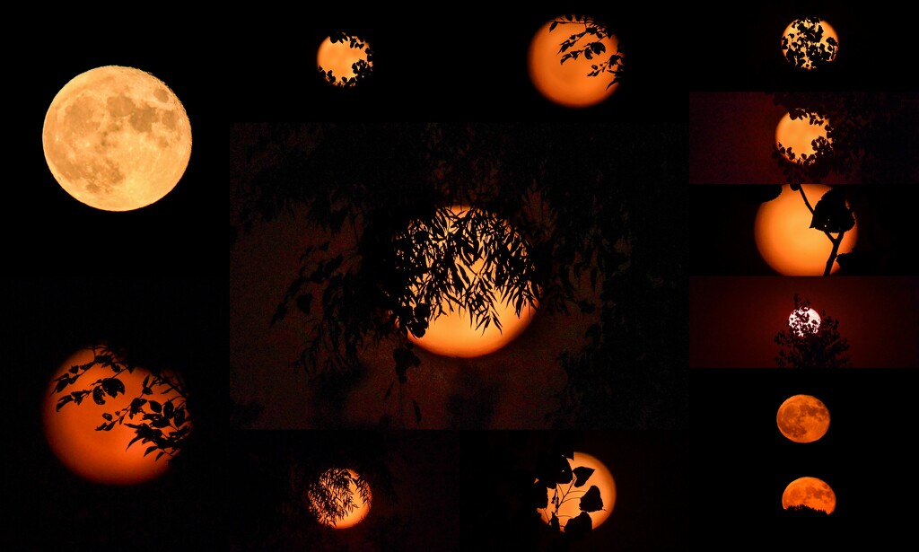 Super Blue Moon Collage by kareenking
