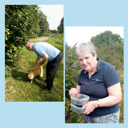 3rd Sep 2023 - The BlackBerry Pickers