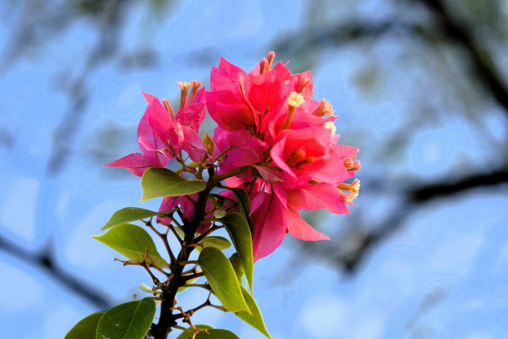9 2 Bougainvillea with tree branches by sandlily