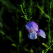 2nd Sep 2023 - 9 2 Single flower