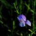 9 2 Single flower by sandlily