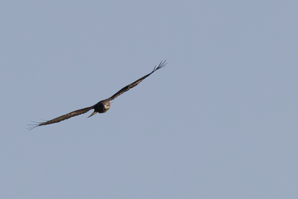 2 - Distant Buzzard by marshwader