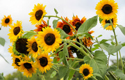3rd Sep 2023 - Sunflower 3