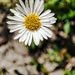 Fleabane takeover  by boxplayer