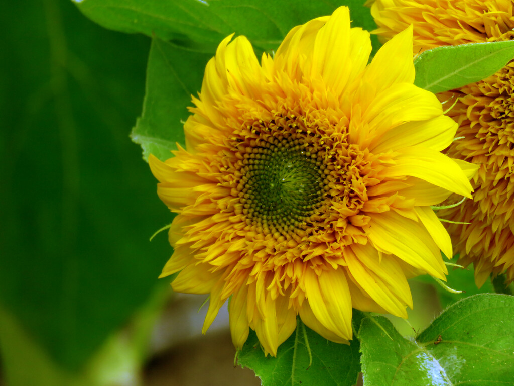Dwarf Teddybear Sunflower by seattlite