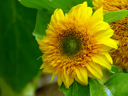 3rd Sep 2023 - Dwarf Teddybear Sunflower