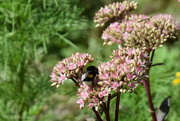 1st Sep 2023 - bumblebee