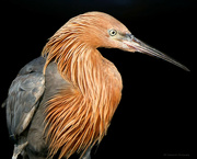 3rd Sep 2023 - Portrait of a Reddish Egret