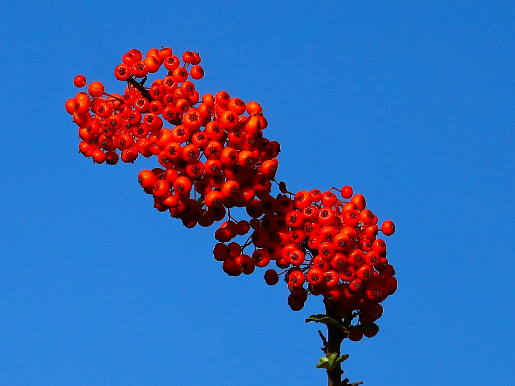 Orange berries, blue sky.............869 by neil_ge