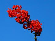 3rd Sep 2023 - Orange berries, blue sky.............869