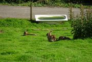 3rd Sep 2023 - rabbitses