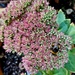 Bee on the sedum by busylady