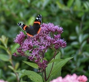 3rd Sep 2023 - Red Admiral Butterfly 🦋 