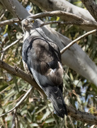 2nd Sep 2023 - pacific baza