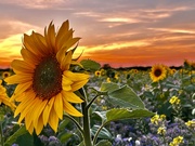 3rd Sep 2023 - Sunflower Sunset