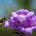 Honey Bee by dkellogg