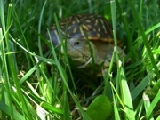 24th Aug 2023 - Day 236: Ornate Box Turtle ... 