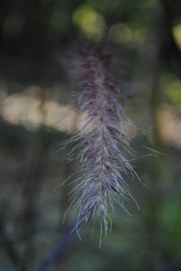 Day 238: Pretty Grasses  by jeanniec57