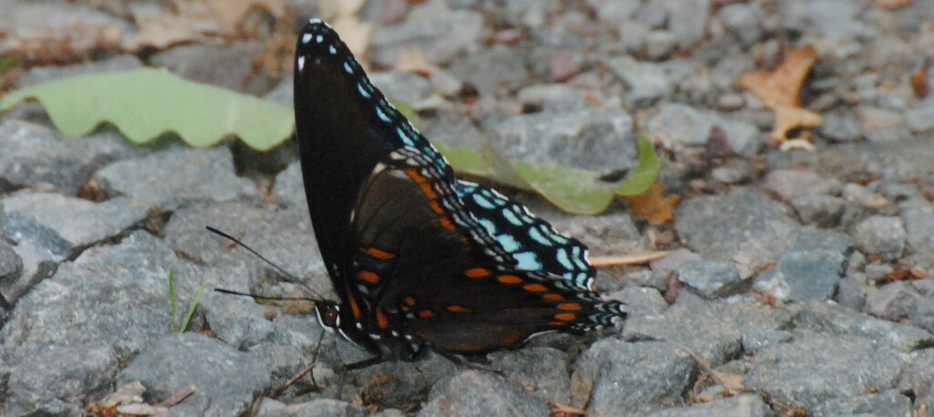 Day 239: Red-spotted Purple  by jeanniec57