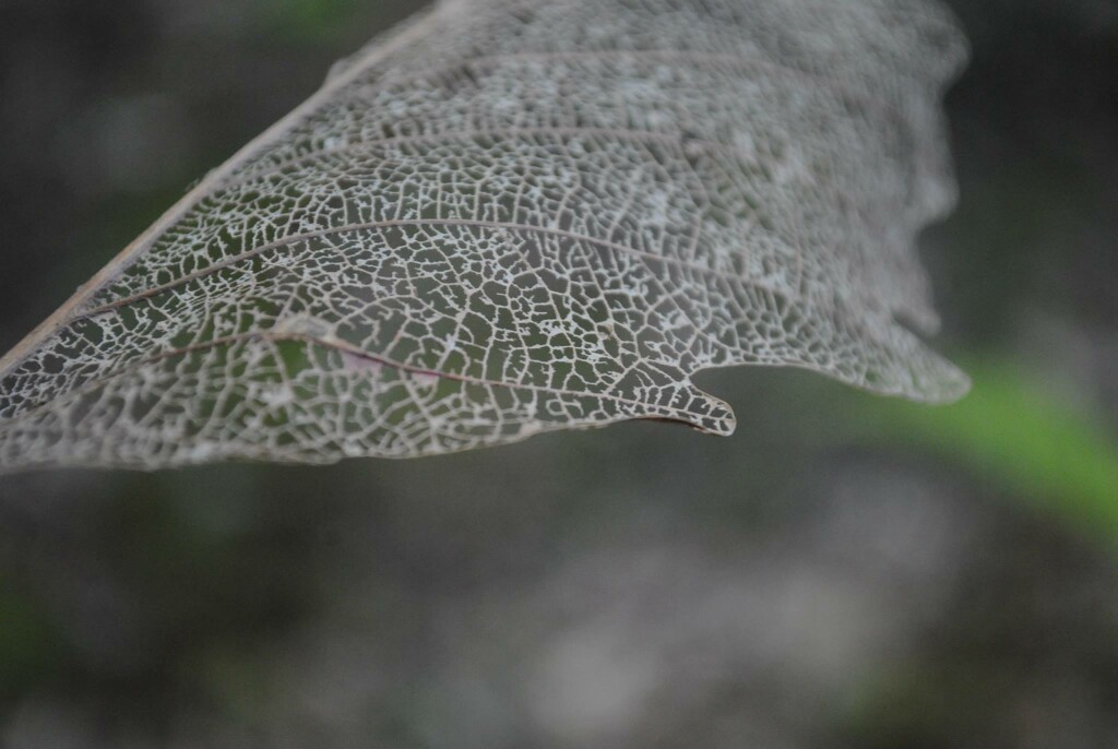 Day 240: Skeletonized leaves ...  by jeanniec57