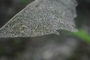 28th Aug 2023 - Day 240: Skeletonized leaves ... 